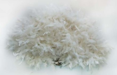 Otriş Tüylü Yelpaze